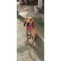 Δίνεται για υιοθεσία - χαρίζεται σκυλίτσα Segugio - Σεγκούτσι