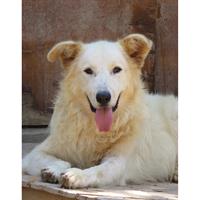 Δίνεται για υιοθεσία - χαρίζεται ημίαιμος σκυλάκος Canadian White Shepherd Dog - Καναδέζικο Λυκόσκυλο