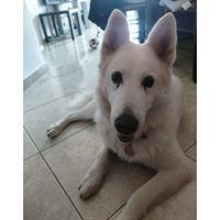 Δίνεται για υιοθεσία - χαρίζεται σκυλίτσα Canadian White Shepherd Dog - Καναδέζικο Λυκόσκυλο