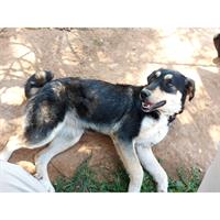 Δίνεται για υιοθεσία - χαρίζεται σκυλάκος Greek White Sheepdog - Λευκό Ελληνικό Τσοπανόσκυλο