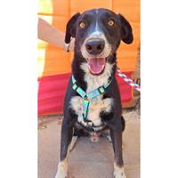 Δίνεται για υιοθεσία - χαρίζεται ημίαιμος σκυλάκος Labrador Retriever - Λαμπραντόρ Ριτρίβερ