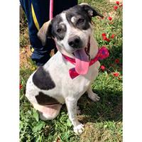 Δίνεται για υιοθεσία - χαρίζεται ημίαιμη σκυλίτσα Pit Bull - Πίτ Μπουλ Τερριέ