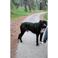 Δίνεται για υιοθεσία - χαρίζεται ημίαιμος σκυλάκος Presa Canario - Πρέσα Κανάριο