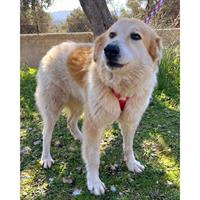 Δίνεται για υιοθεσία - χαρίζεται ημίαιμη σκυλίτσα Collie - Κόλεϊ 