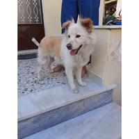 Δίνεται για υιοθεσία - χαρίζεται ημίαιμη σκυλίτσα Greek Kokoni - Κοκόνι