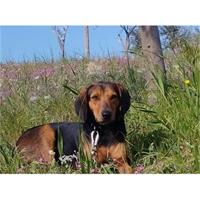 Δίνεται για υιοθεσία - χαρίζεται ημίαιμος σκυλάκος Greek Harehound - Ελληνικός Ιχνηλάτης