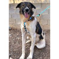 Δίνεται για υιοθεσία - χαρίζεται ημίαιμος σκυλάκος Greek Sheepdog - Ελληνικός Ποιμενικός