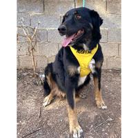 Δίνεται για υιοθεσία - χαρίζεται ημίαιμη σκυλίτσα