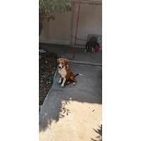 Δίνεται για υιοθεσία - χαρίζεται σκυλάκος Border Collie - Μπόρντερ Κόλεϋ