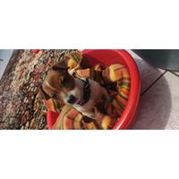 Δίνεται για υιοθεσία - χαρίζεται σκυλάκος Jack Russell Terrier - Τζακ Ράσελ Τεριέ