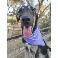 Δίνεται για υιοθεσία - χαρίζεται ημίαιμη σκυλίτσα