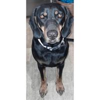 Δίνεται για υιοθεσία - χαρίζεται ημίαιμη σκυλίτσα