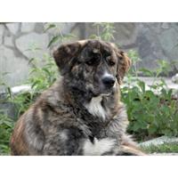Δίνεται για υιοθεσία - χαρίζεται ημίαιμη σκυλίτσα Greek Sheepdog - Ελληνικός Ποιμενικός