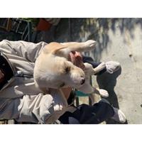 Δίνεται για υιοθεσία - χαρίζεται ημίαιμος σκυλάκος Jack Russell Terrier - Τζακ Ράσελ Τεριέ