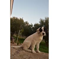 Δίνεται για υιοθεσία - χαρίζεται σκυλίτσα Pointer - Πόιντερ