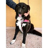 Δίνεται για υιοθεσία - χαρίζεται ημίαιμη σκυλίτσα Border Collie - Μπόρντερ Κόλεϋ