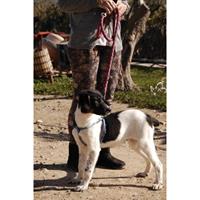 Δίνεται για υιοθεσία - χαρίζεται ημίαιμη σκυλίτσα