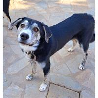 Δίνεται για υιοθεσία - χαρίζεται ημίαιμος σκυλάκος