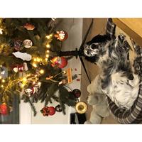 Δίνεται για υιοθεσία - χαρίζεται σκυλίτσα Irish Setter - Αγγλικό Σέτερ