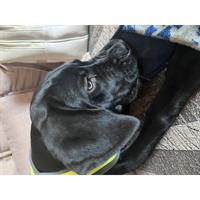 Δίνεται για υιοθεσία - χαρίζεται σκυλίτσα Cane corso - Κάνε Κόρσο