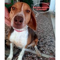 Δίνεται για υιοθεσία - χαρίζεται ημίαιμη σκυλίτσα Beagle - Μπηγκλ