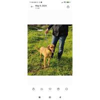 Δίνεται για υιοθεσία - χαρίζεται ημίαιμη σκυλίτσα