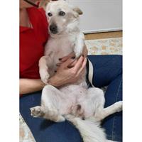 Δίνεται για υιοθεσία - χαρίζεται ημίαιμη σκυλίτσα Greek Kokoni - Κοκόνι