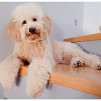 Δίνεται για υιοθεσία - χαρίζεται σκυλάκος Caniche - Poodle - Κανίς