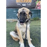 Δίνεται για υιοθεσία - χαρίζεται ημίαιμος σκυλάκος Griffon - Γκριφόν