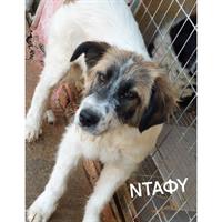 Δίνεται για υιοθεσία - χαρίζεται ημίαιμος σκυλάκος Griffon - Γκριφόν