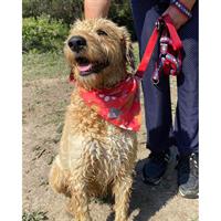 Δίνεται για υιοθεσία - χαρίζεται ημίαιμη σκυλίτσα Griffon - Γκριφόν