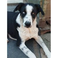 Δίνεται για υιοθεσία - χαρίζεται ημίαιμος σκυλάκος Siberian Husky - Σιβηρικό Χάσκυ