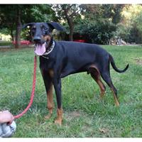 Δίνεται για υιοθεσία - χαρίζεται σκυλάκος Doberman - Ντόμπερμαν