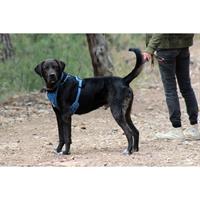 Δίνεται για υιοθεσία - χαρίζεται ημίαιμος σκυλάκος