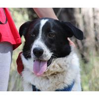 Δίνεται για υιοθεσία - χαρίζεται ημίαιμος σκυλάκος