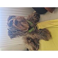 Δίνεται για υιοθεσία - χαρίζεται ημίαιμος σκυλάκος Griffon - Γκριφόν