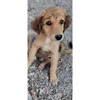 Δίνεται για υιοθεσία - χαρίζεται ημίαιμη σκυλίτσα Greek Kokoni - Κοκόνι