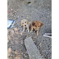 Δίνεται για υιοθεσία - χαρίζεται ημίαιμος σκυλάκος Greek Kokoni - Κοκόνι