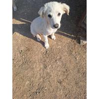 Δίνεται για υιοθεσία - χαρίζεται ημίαιμος σκυλάκος Greek Kokoni - Κοκόνι