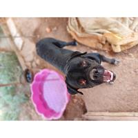 Δίνεται για υιοθεσία - χαρίζεται ημίαιμος σκυλάκος Bull Mastiff - Μπουλ Μαστίφ 