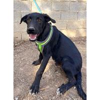 Δίνεται για υιοθεσία - χαρίζεται ημίαιμος σκυλάκος Labrador Retriever - Λαμπραντόρ Ριτρίβερ