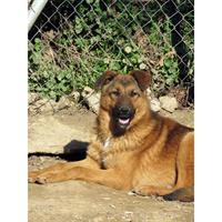 Δίνεται για υιοθεσία - χαρίζεται ημίαιμος σκυλάκος German Shepherd - Γερμανικός Ποιμενικός - Λυκόσκυλο