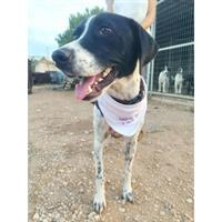 Δίνεται για υιοθεσία - χαρίζεται σκυλάκος Pointer - Πόιντερ