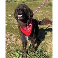 Δίνεται για υιοθεσία - χαρίζεται ημίαιμος σκυλάκος Caucasian - Ποιμενικός Καυκάσου