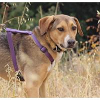 Δίνεται για υιοθεσία - χαρίζεται ημίαιμη σκυλίτσα