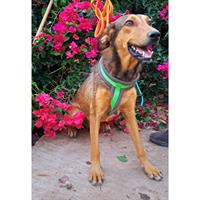 Δίνεται για υιοθεσία - χαρίζεται ημίαιμη σκυλίτσα