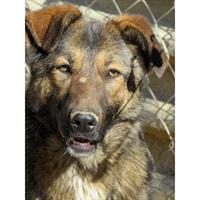 Δίνεται για υιοθεσία - χαρίζεται ημίαιμη σκυλίτσα German Shepherd - Γερμανικός Ποιμενικός - Λυκόσκυλο