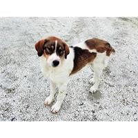 Δίνεται για υιοθεσία - χαρίζεται ημίαιμος σκυλάκος Greek Sheepdog - Ελληνικός Ποιμενικός