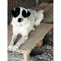 Δίνεται για υιοθεσία - χαρίζεται σκυλίτσα Greek Sheepdog - Ελληνικός Ποιμενικός