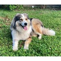 Δίνεται για υιοθεσία - χαρίζεται ημίαιμη σκυλίτσα